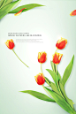 苏醒玫瑰浅蓝背景花卉绿植鲜花主题海报PSD素材
