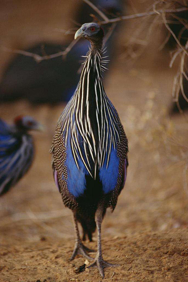 鸡形目珠鸡科鹫珠鸡属鹫珠鸡