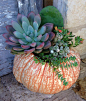 Variegated pumpkin centerpiece Cactus/succulents