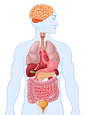 人体器官结构图。人体解剖学。图片下载