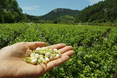 有颗花椰菜菜采集到茉莉花茶