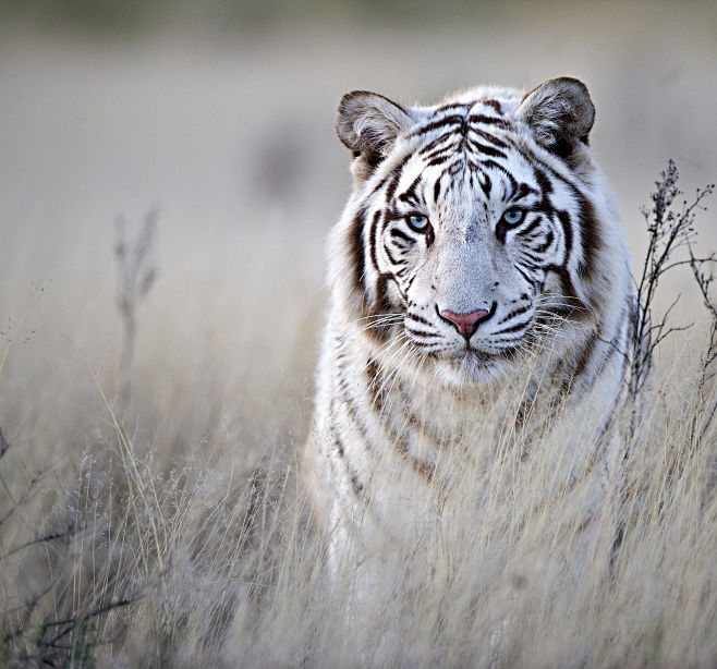 Tiger in White by Br...
