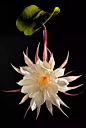 昙花一现为韦陀