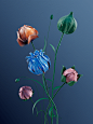 Blooming Flowers Collection : A collection of 3D rendering images of animated flowering plantsSoftware used: Maxon Cinema 4D, Redshift Render, After Effects, Adobe Photoshop, Adobe Lightroom