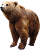 bear PNG