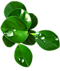 树叶 植物 png