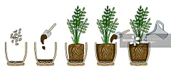 移植盆花台阶。向量指令。如何报告扎米眼植物。手绘切成圆角的彩色方案插图。园艺的概念。花盆、排水、盆土、浇水。图片素材