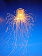 bioluminescent jellyfish | ~*~ Life in the Deep Blue Sea ~*~