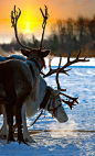 Photograph Reindeers by Vladimir Melnikov on 500px