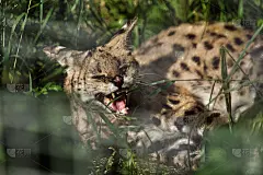 小花豹野猫卧