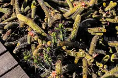 有刺和花的两种仙人掌。金鼠尾和大戟。