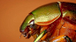 多彩的昆虫甲虫图片