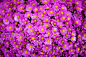 A closeup of vibrant purple flowers