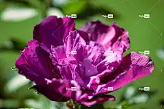 花 花瓣 盛开 开花 花卉背景 美丽的花朵 花壁纸 植物群 花园
