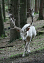 White Stag