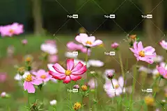 宇宙 花朵 粉红色的花朵 花卉背景 花瓣 花壁纸 粉红色的花瓣