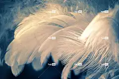 春天 4K壁纸 鸟羽毛 酷背景 鸟 自然 美丽的壁纸 结构体