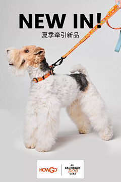 xxxyim采集到宠物用品相关