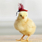 ※ Pet ※ 摄影师 Julie Persons 镜头下毛茸茸的小鸡，戴上帽子的它们好像都有了身份一样，扮演着自己的人生角色～