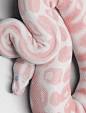 ⚠蛇类警告⚠

Pastel Pink Snake ​​​​