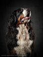 Benny the Bernese cattle dog /Shot with phase one IQ250 : Another Test with the medium format camera phase one 645 and a IQ250 sensor. It needs some more practice, but I already love the results. And with a model like Benny (he could sit for ages) it was 