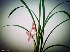 春剑 新津胭脂_看图_兰花吧_百度贴吧