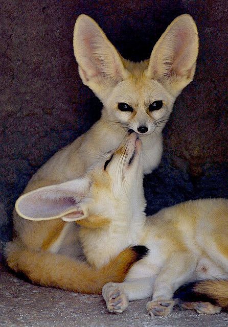 Fennec Fox | ANIMAL'...