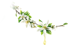 用户kuBAxBUc采集到花