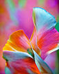 花瓣