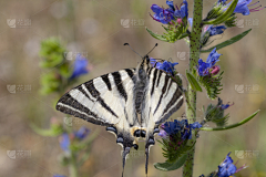 花瓣素材-动植物图片采集到蝴蝶