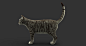 3D cat fur 2 model https://static.turbosquid.com/Preview/001286/973/IY/D.jpg