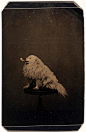 一只叼着烟斗的狗，1875年 ​​​​