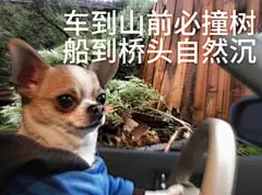 船到桥头自然沉