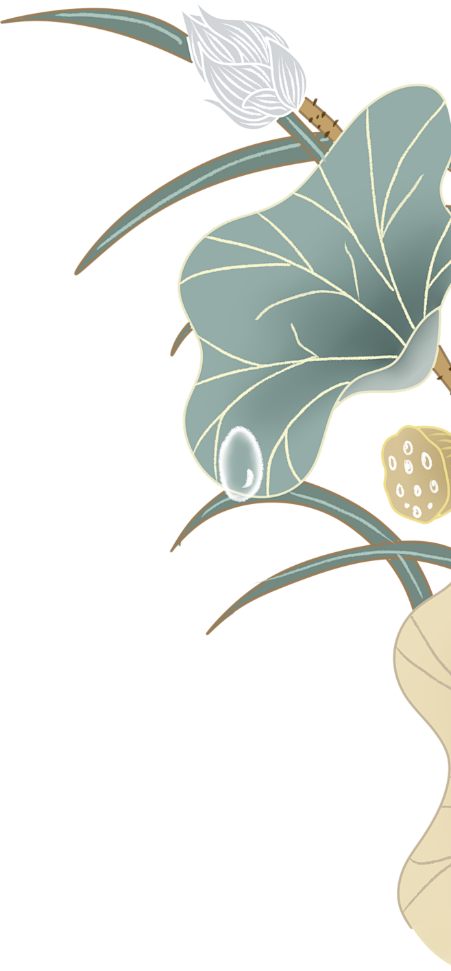 荷花莲
