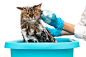 grooming-procedure-veterinary-clinic-girl-blue-gloves-washes-cat-basin-isolated-white-background_86824-990.jpg (2000×1333)