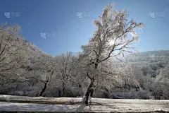 冬天,地形,寒冷,贺卡,一月,环境,霜,雪,童话故事,小路