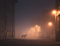 Night Animals