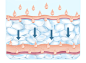 渗透皮肤
