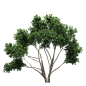 【图片素材】树木 PNG图片（3）
