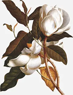 白色花花枝手绘png免抠素材_新图网 https://ixintu.com 白色 花 花枝 叶子