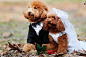 puppies’ wedding