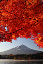 ethereo:

Mt. Fuji and Maple (vertical shot) (IMG_1765_DPP_resized) (by Fumitaket)
