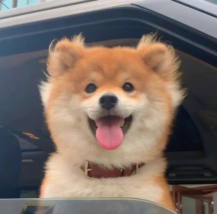 小蔡一碟~
