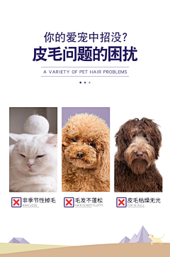 向阳处hcc采集到宠物/食品