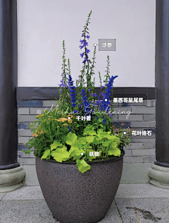 刘小二的2采集到花箱、花钵植物