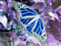Silver & Blues | Butterfly... Fly Away