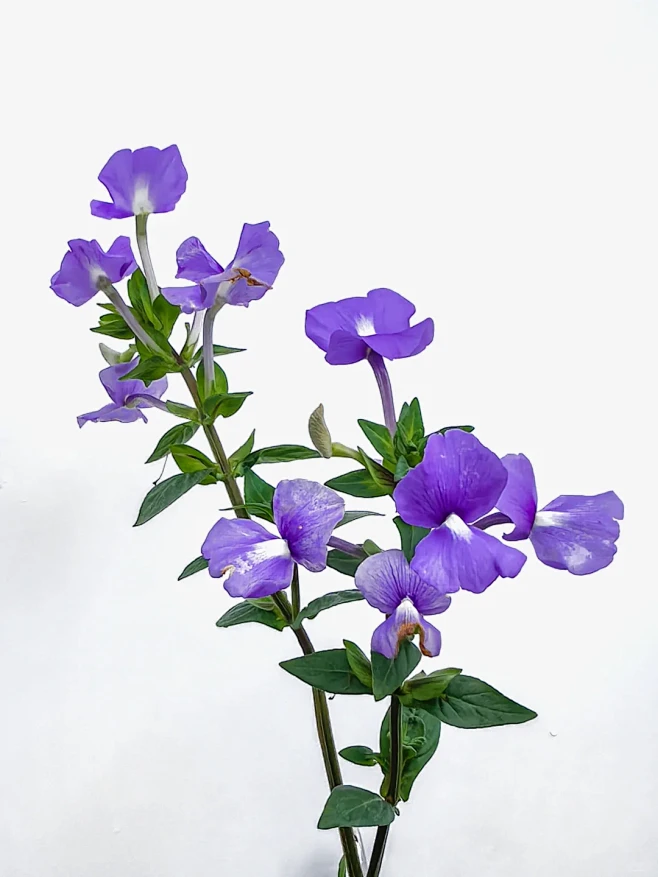 绘画素材：翠蝶花 - 小红书