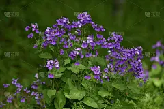 中国紫菜(Orychophragmus Violaceus)。十字花科植物。