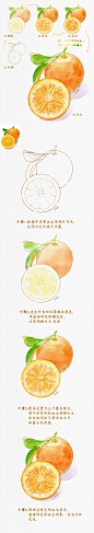 【ipad水彩零基础入门】4步教你画橙子_1_插画师果然_来自小红书网页版