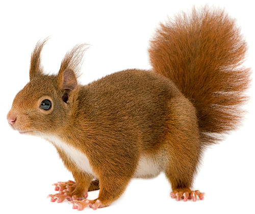 “squirrel png”的图片搜索结...